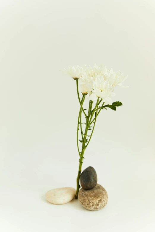 a white flower sitting next to a rock on a table