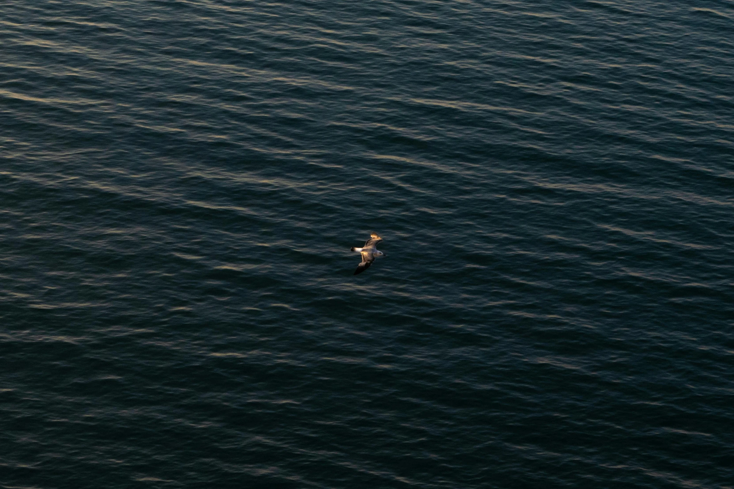 a small bird floating in the water with its head above a body of water