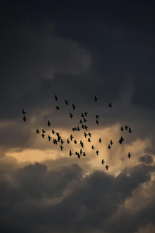 a large flock of birds flying under a cloudy sky