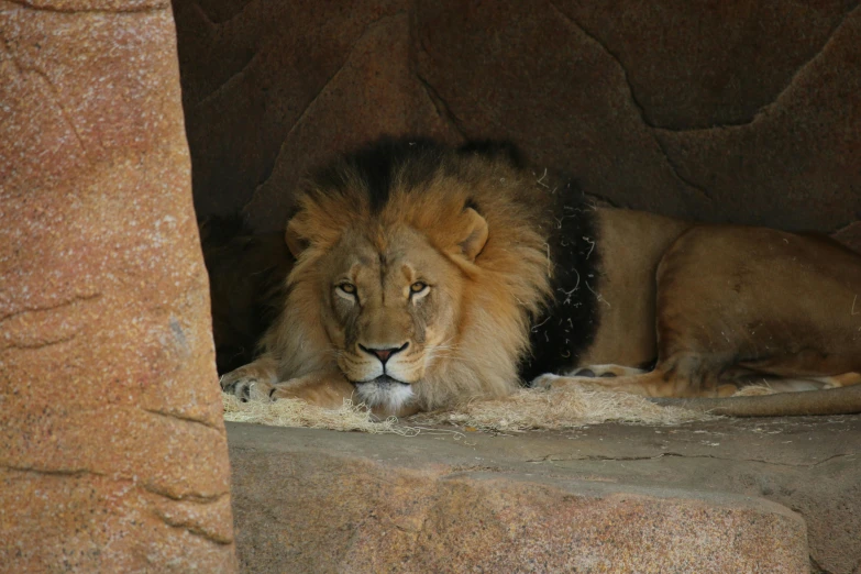 the large lion is lying on the stone in his habitat