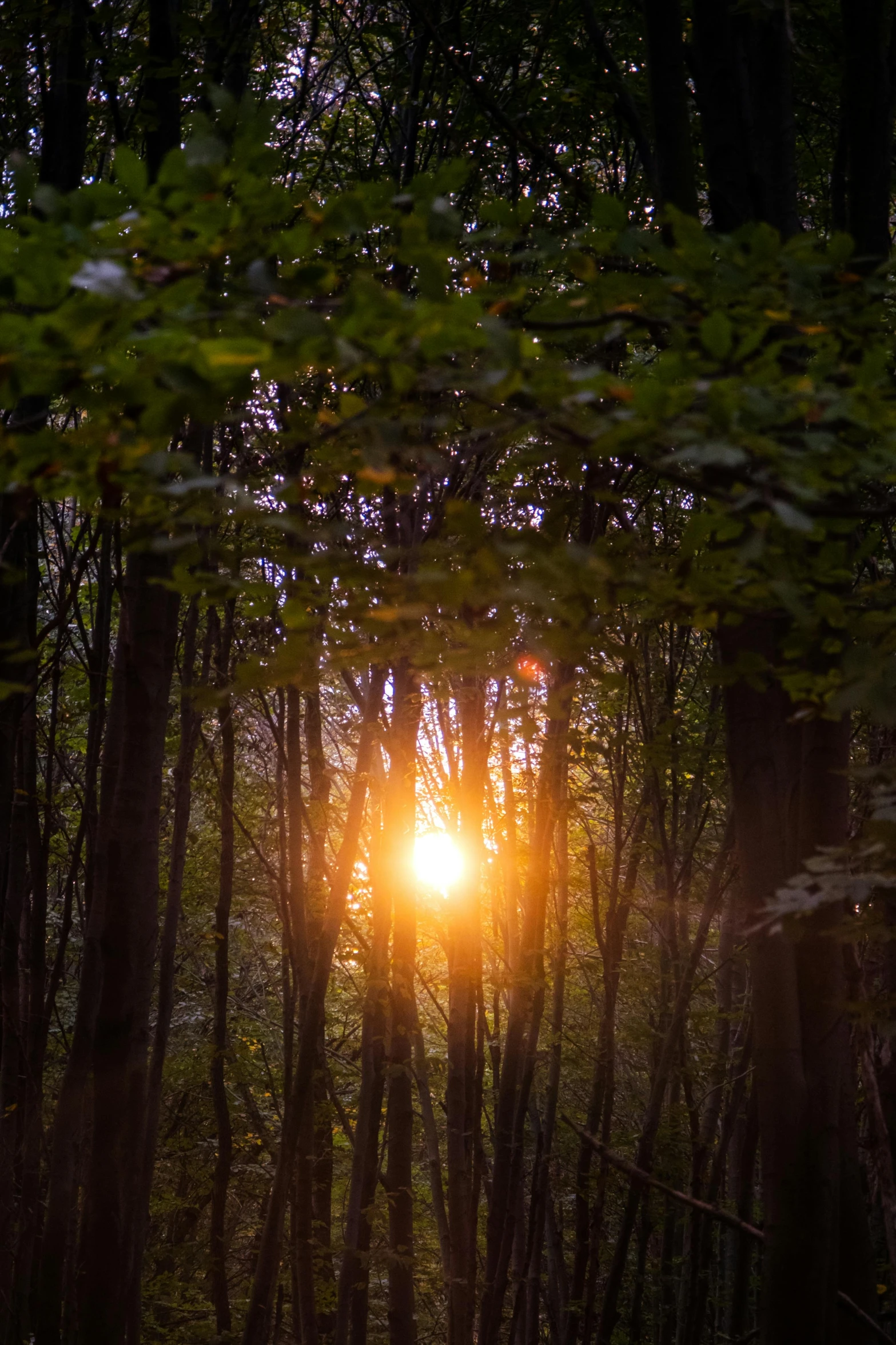 the sun is setting in the forest on this rainy day
