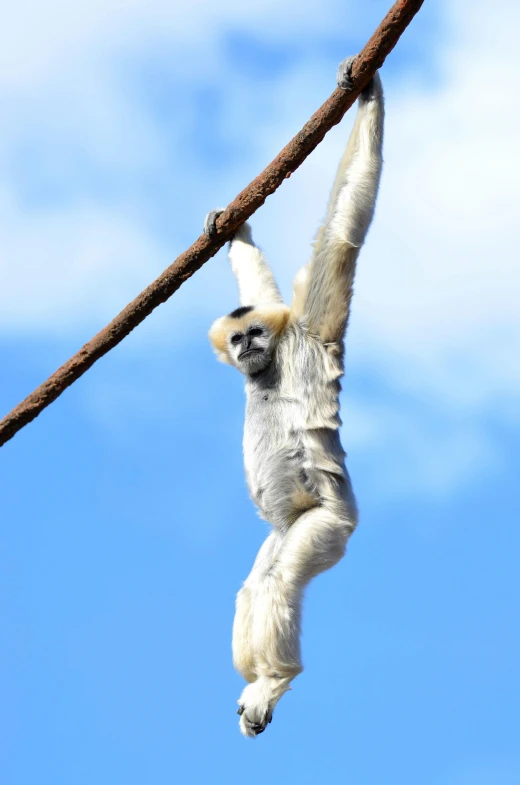 a white - cheeked siba hanging upside down