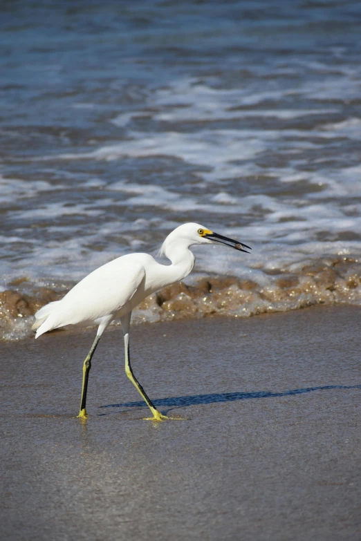 a white bird with a long beak walking on a beach