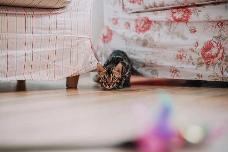 a cat staring at a string of colored thread