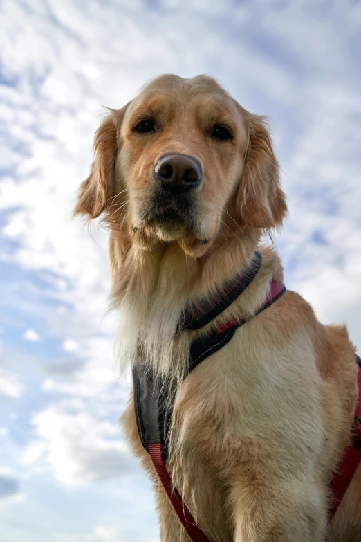 a dog with a harness in the day