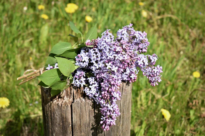 purple flowers growing on a wooden post in front of grass and flowers