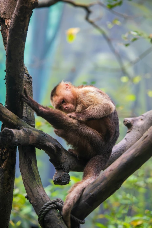 an image of a monkey that is sitting in a tree