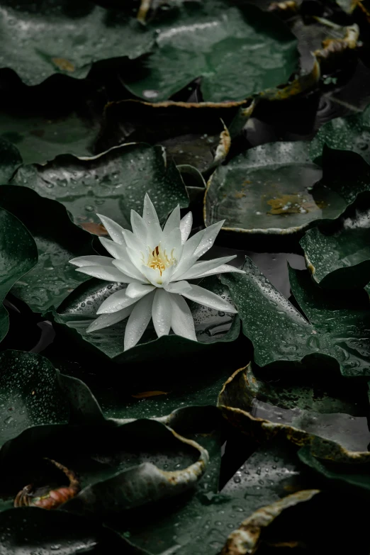 a white water lily with green leaves on a lake