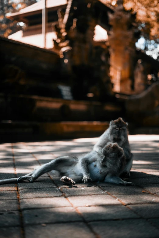 monkey sitting in front of a building with a fountain