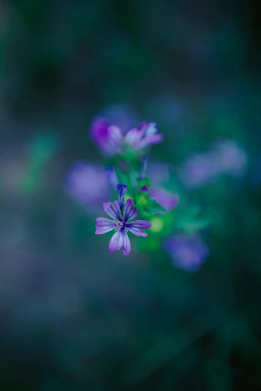 a purple flower in the middle of a blurry green background