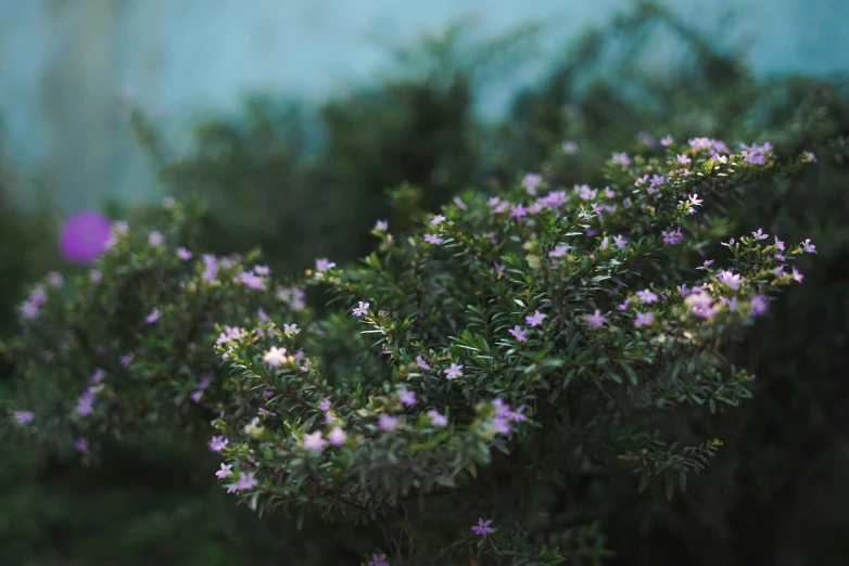 small purple flowers are on the tree limb