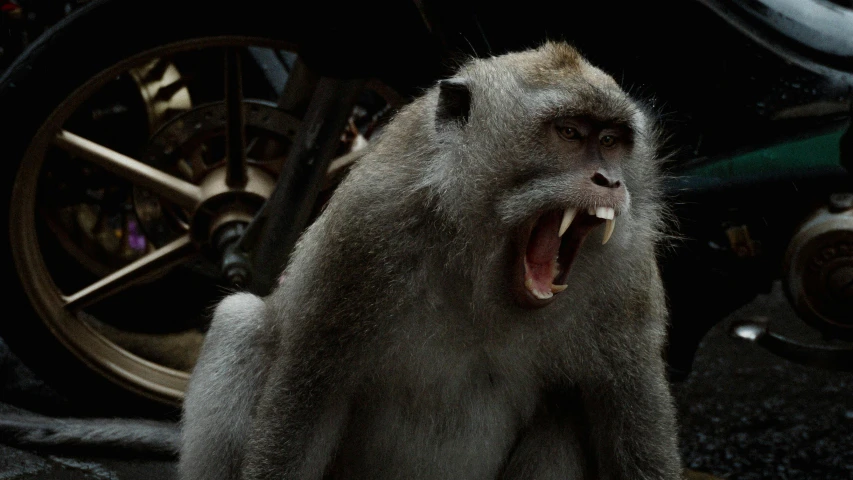 a monkey with his mouth open showing its teeth