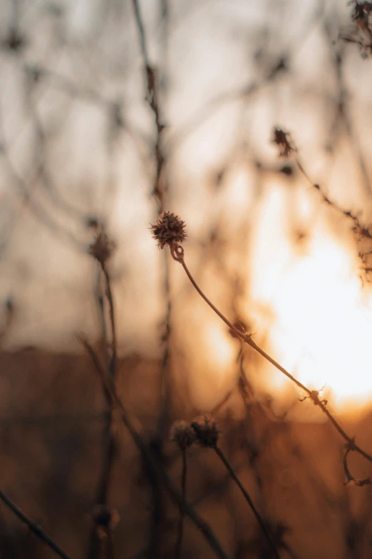 plants are in the foreground with a sun in the background