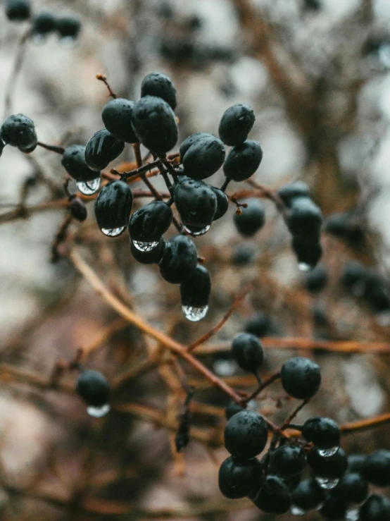 a cluster of berries in the rain on a plant