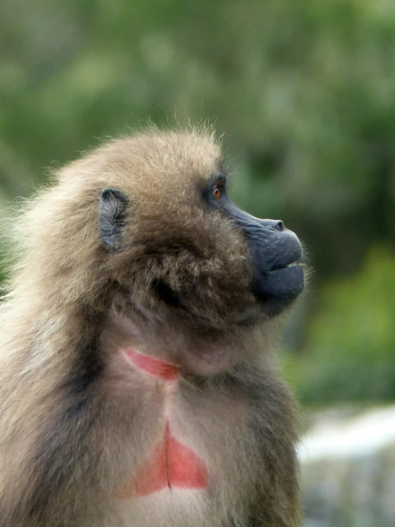 a baboon monkey looking up to the sky