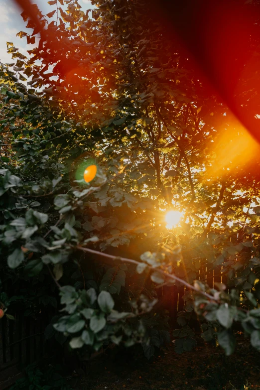 the sun sets on a tree with leaves