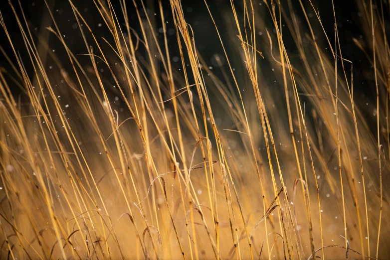 the tall grass is still dry from getting wet