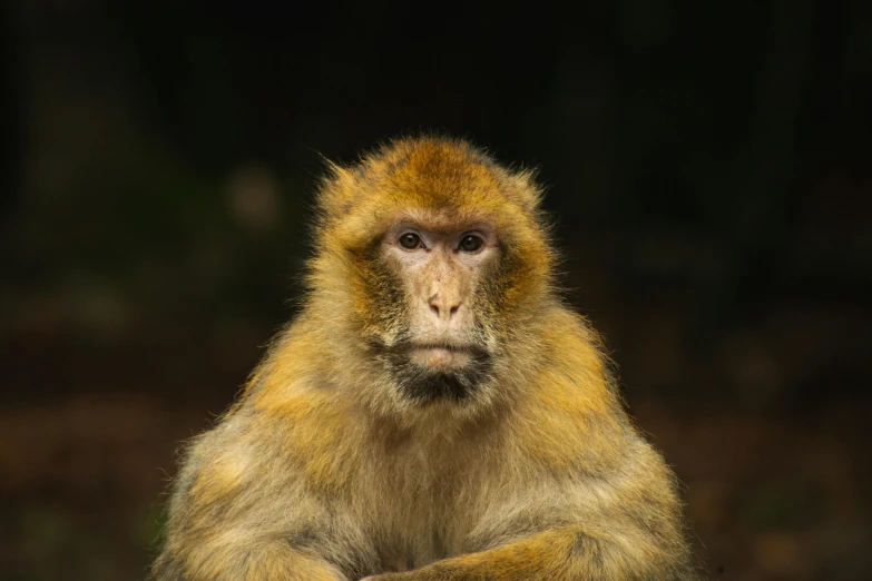 a monkey that is sitting on the ground