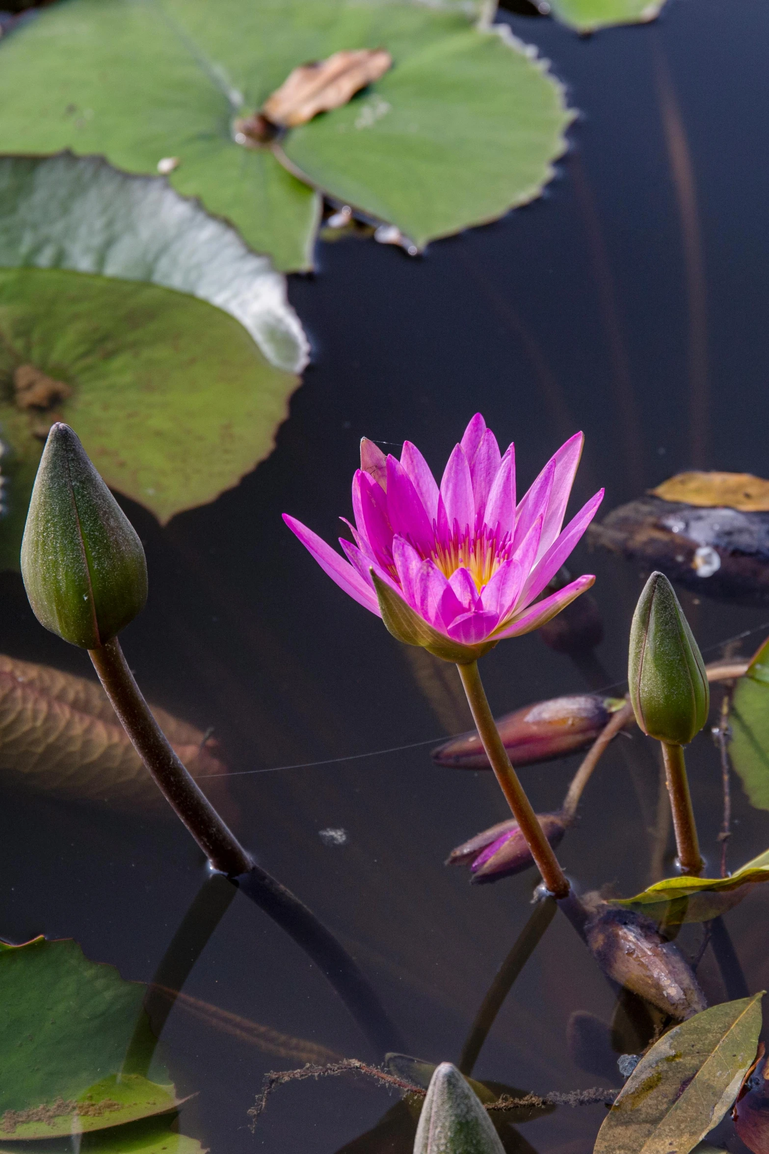 a couple of pink flowers are blooming from a pond