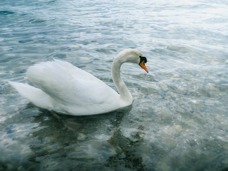 a close up of a swan swimming in some water