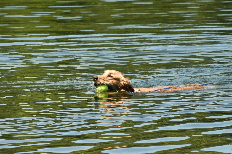 a dog swimming in a lake with a ball