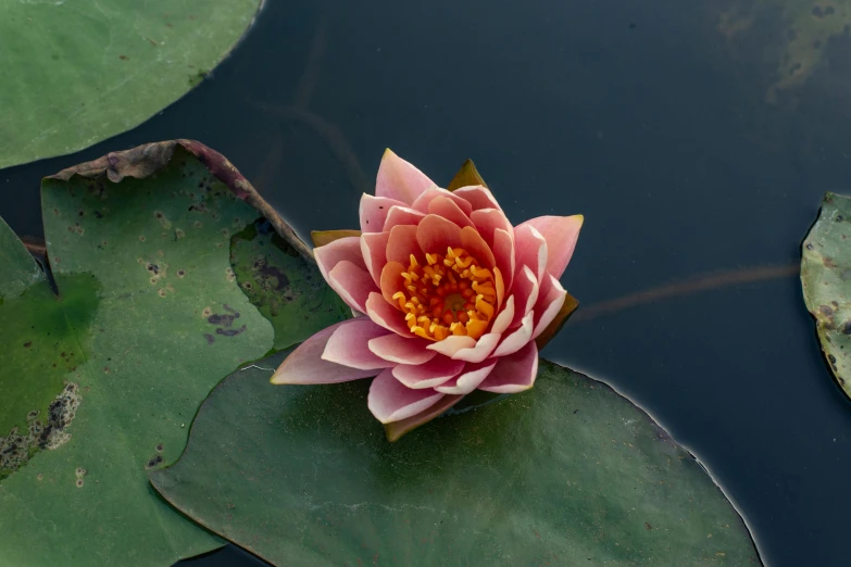 a large pink flower is blooming from a lily pad