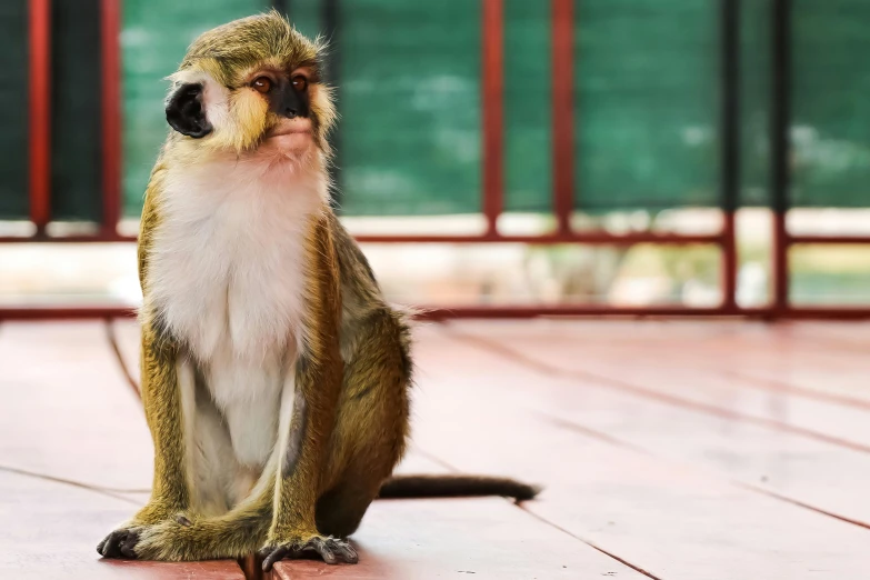 a monkey with a full white mane is sitting on the floor