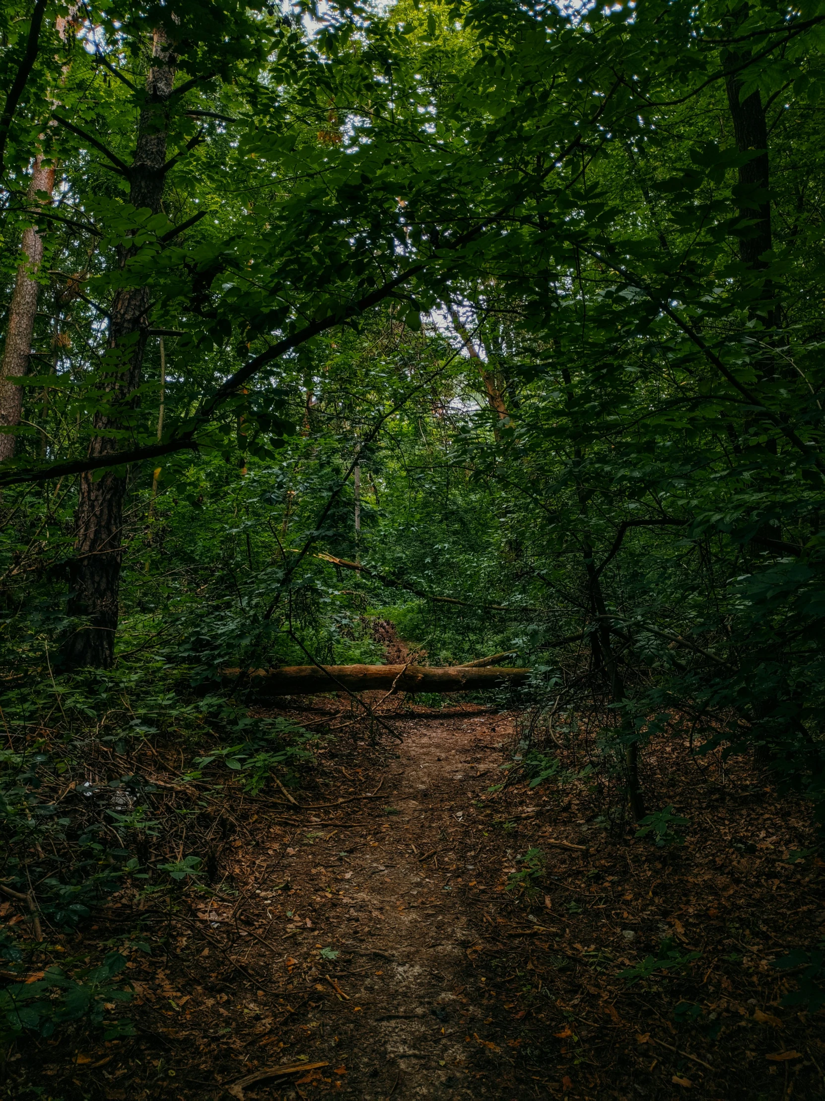 a forest with dirt path surrounded by tall trees