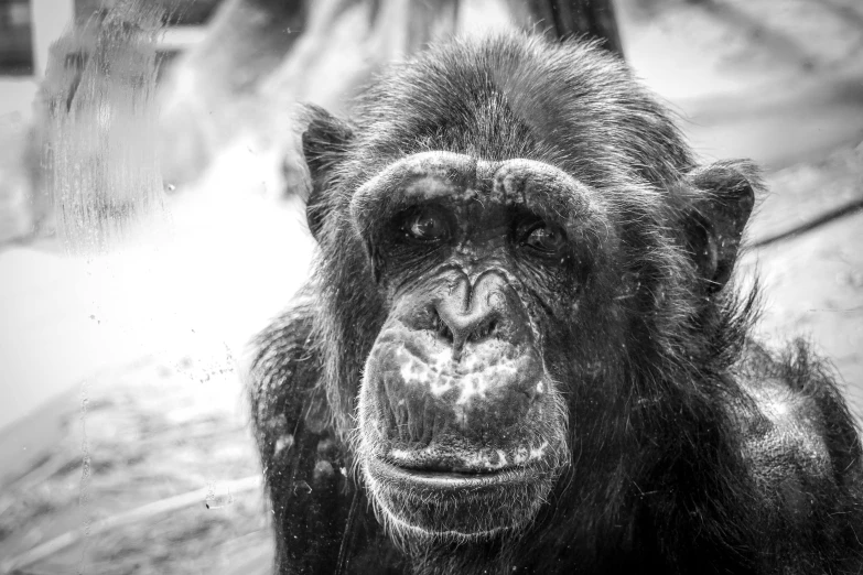 an artistic black and white picture of a monkey