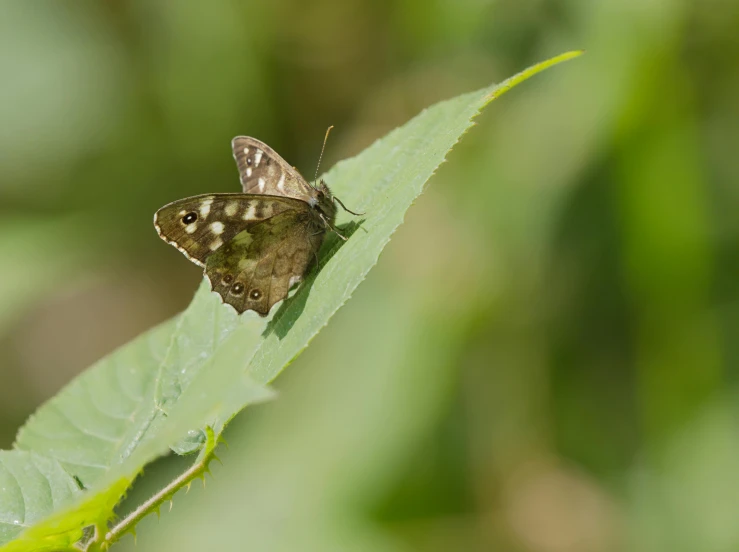 a small erfly sitting on top of a leaf