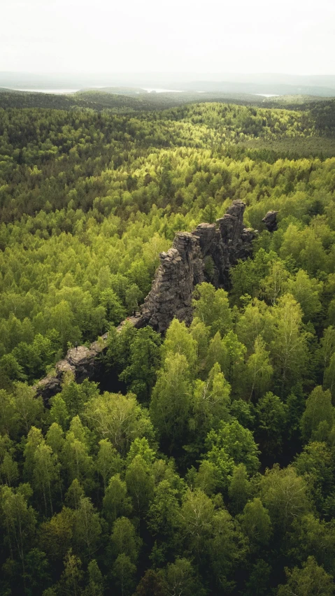 an area with many trees and green bushes