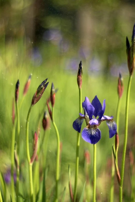 flowers with green stems in front of the water