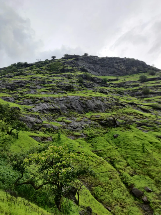 a large field with many trees on it