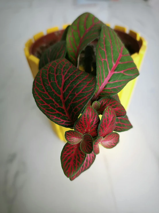a potted plant on the counter with green and red leaves