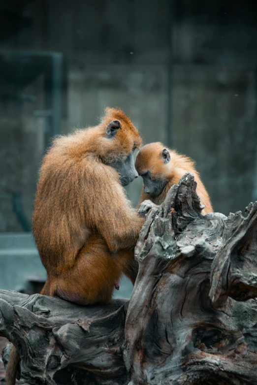 two monkeys on wooden log with grey background