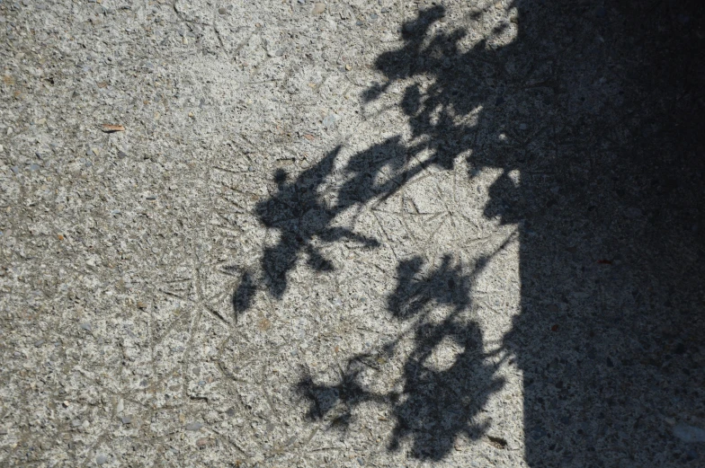 a shadow is cast on the sidewalk of a plant