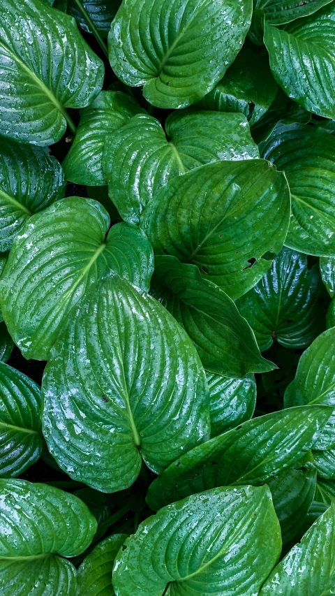 many green leaves with rain drops on them