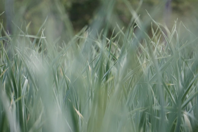 closeup of an area with many green plants