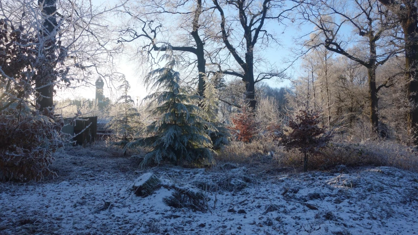 a group of trees covered in snow and grass