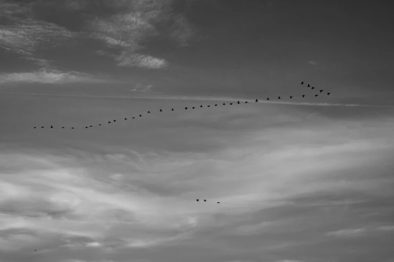 birds fly together in the sky and are watching