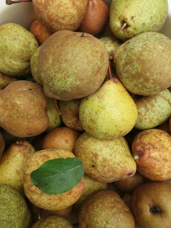 several pears and pears in white bowl one is ripe