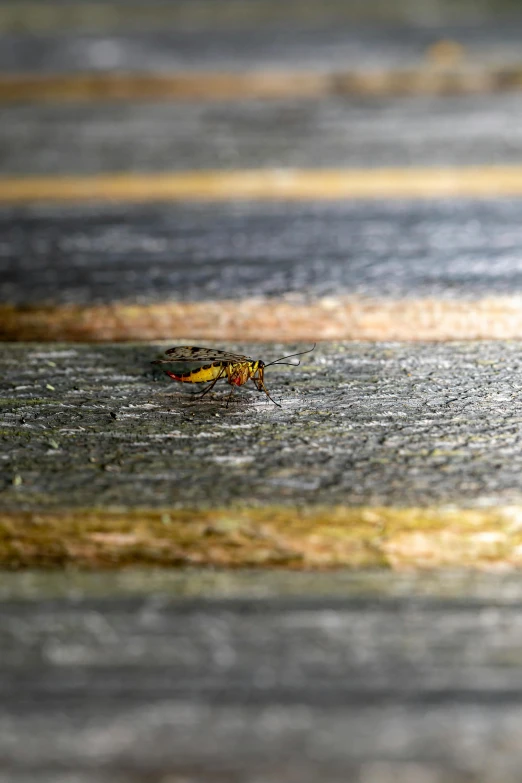 an insect is walking across a road in the rain