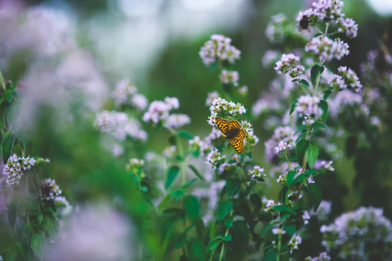 there is a yellow erfly sitting on purple flowers