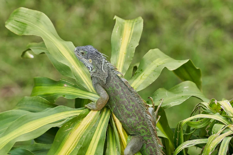 lizard standing on green leaf in grassy area