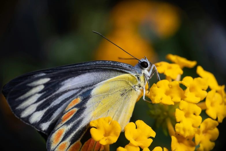 an orange, yellow and black erfly sits on a yellow flower