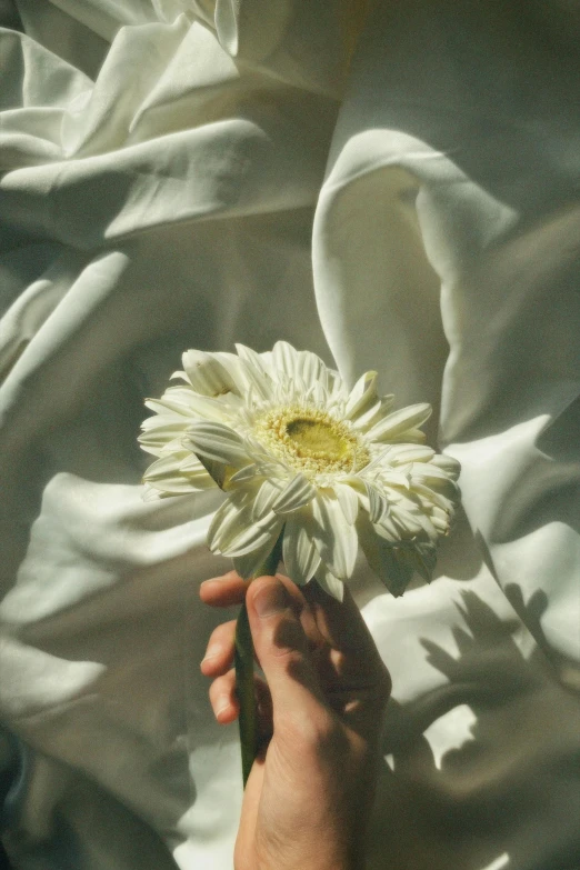 someone holding onto a white flower while it is being held