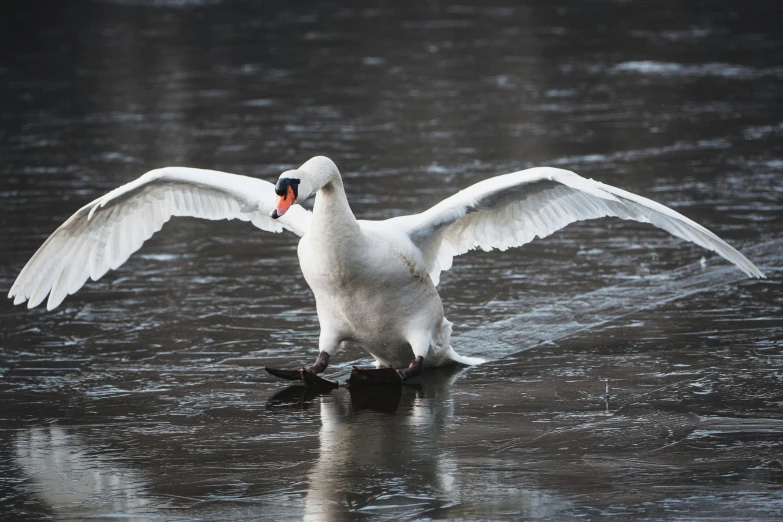 the large goose is sitting on the water