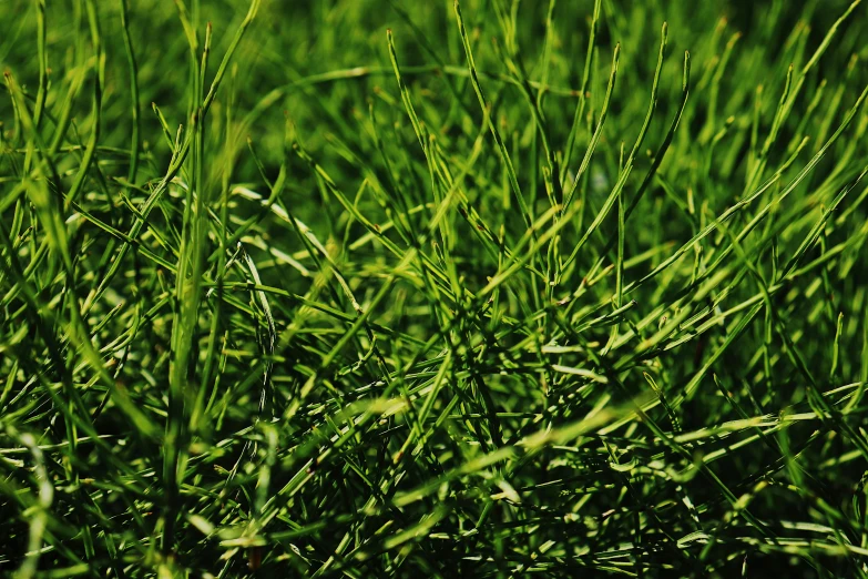 the grass is very thin and ready for its harvest