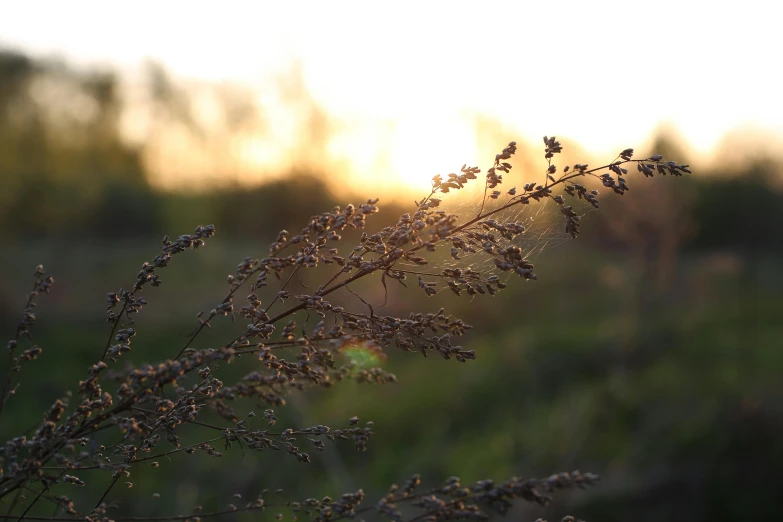 the sun is setting behind some water droplets