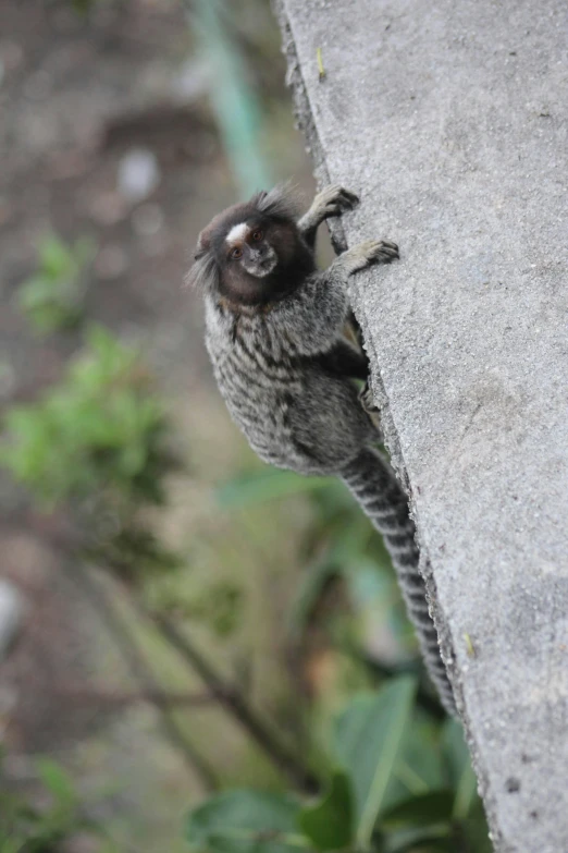 a little bird is in the concrete looking for food